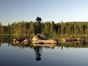 Forest Lake - Helga Haslinger - Austria